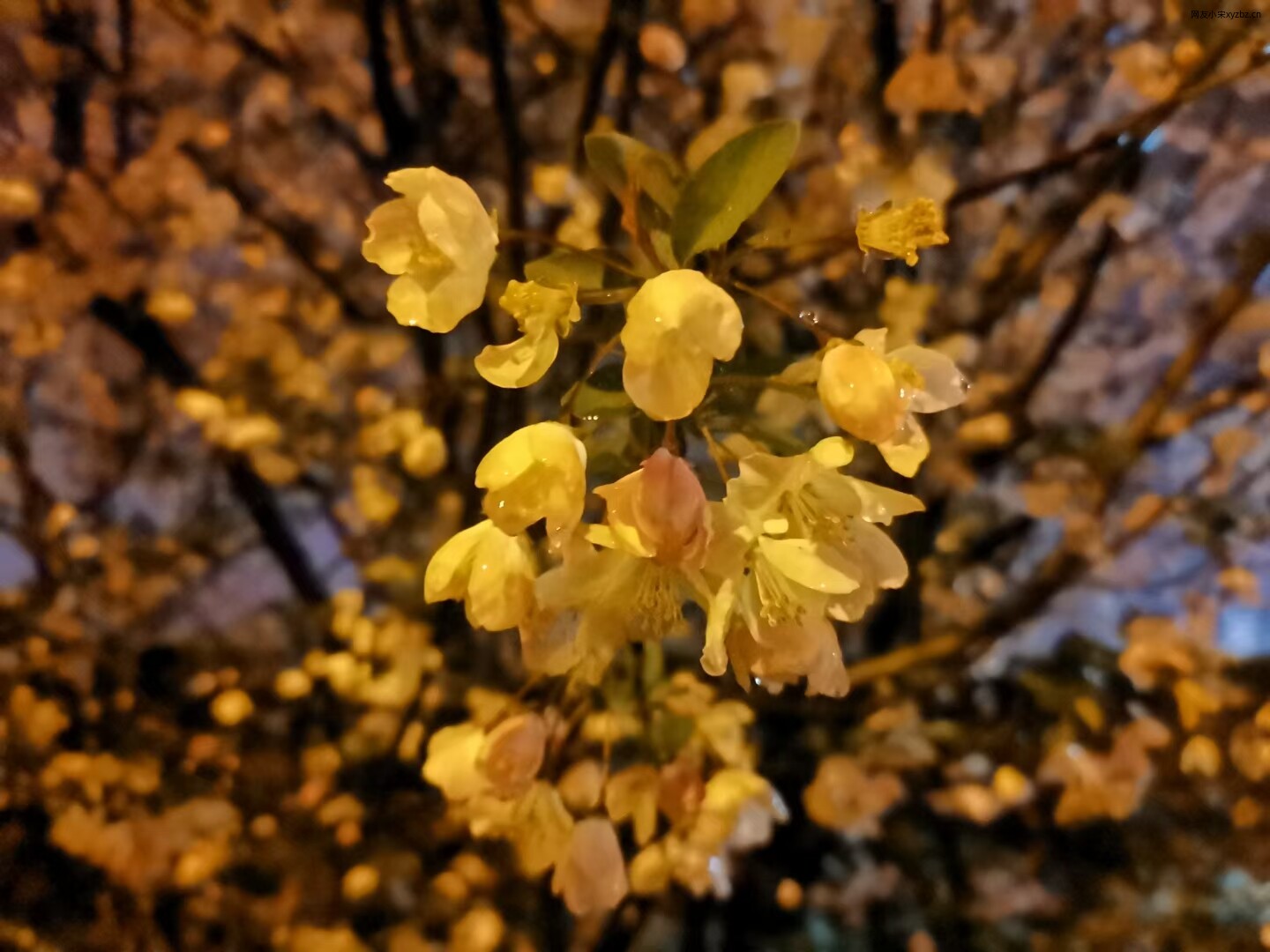 雪后的海棠花3.jpg