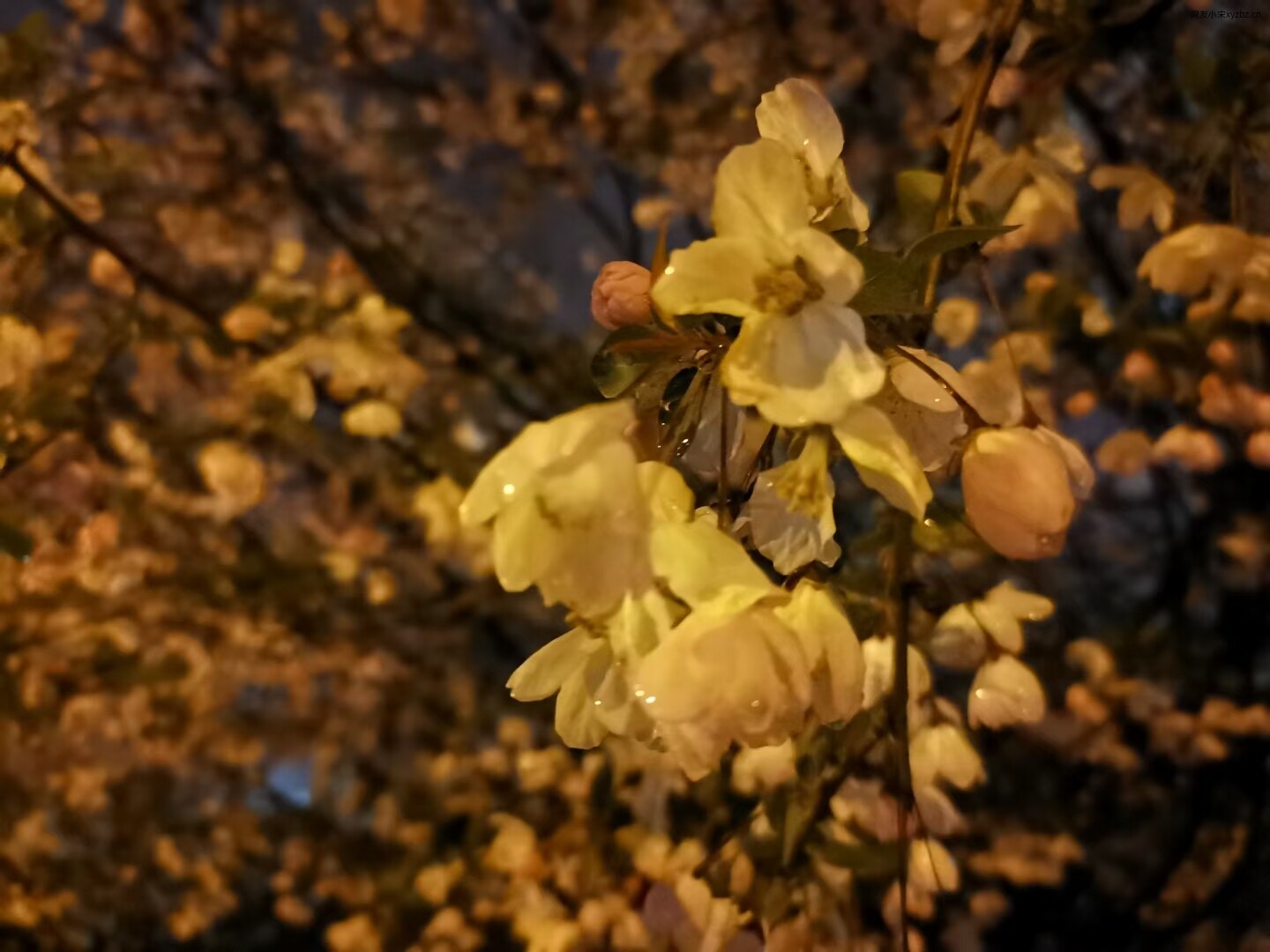 雪后的海棠花1.jpg