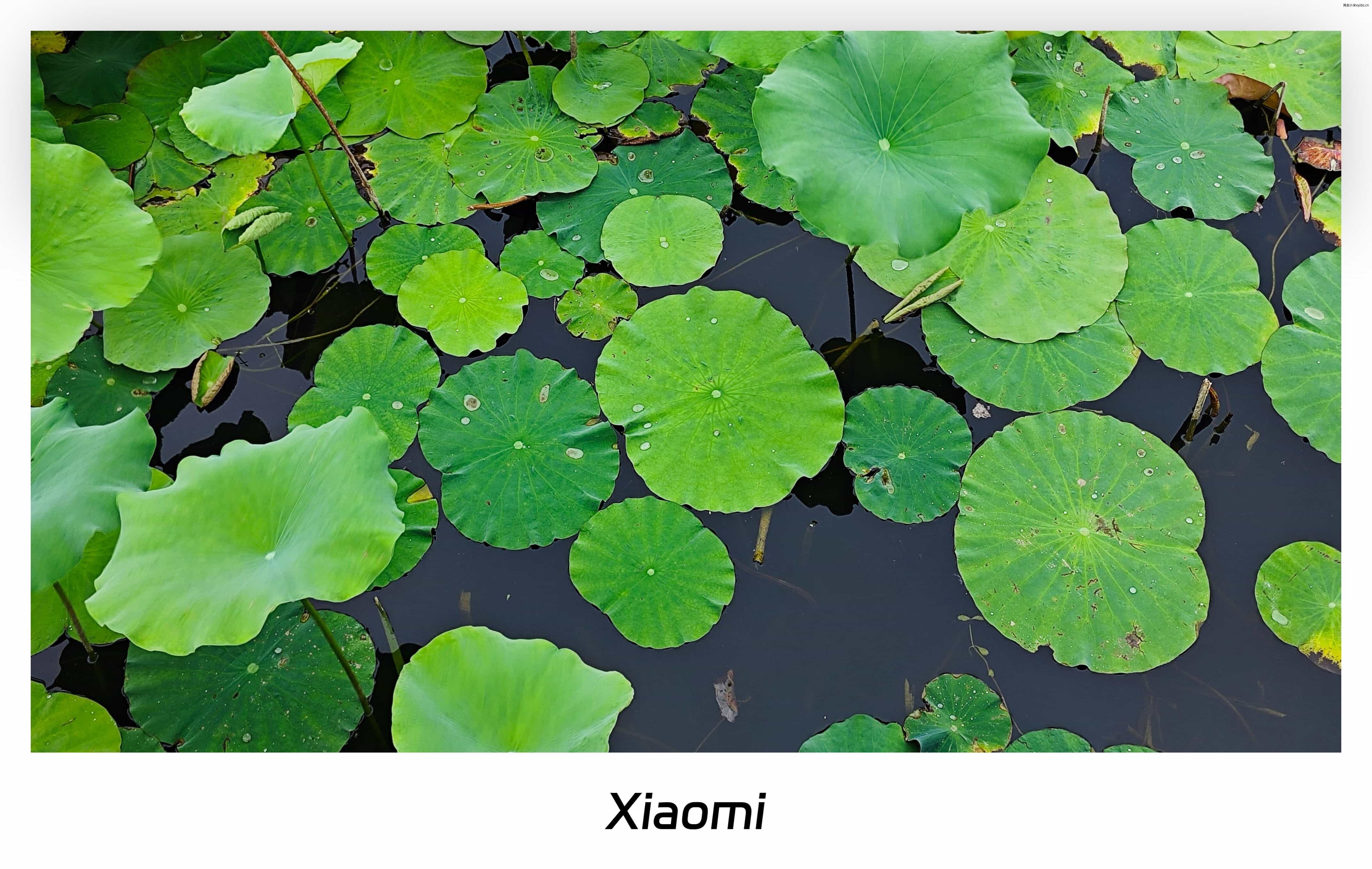 六月半-荷花初开 (3).jpg
