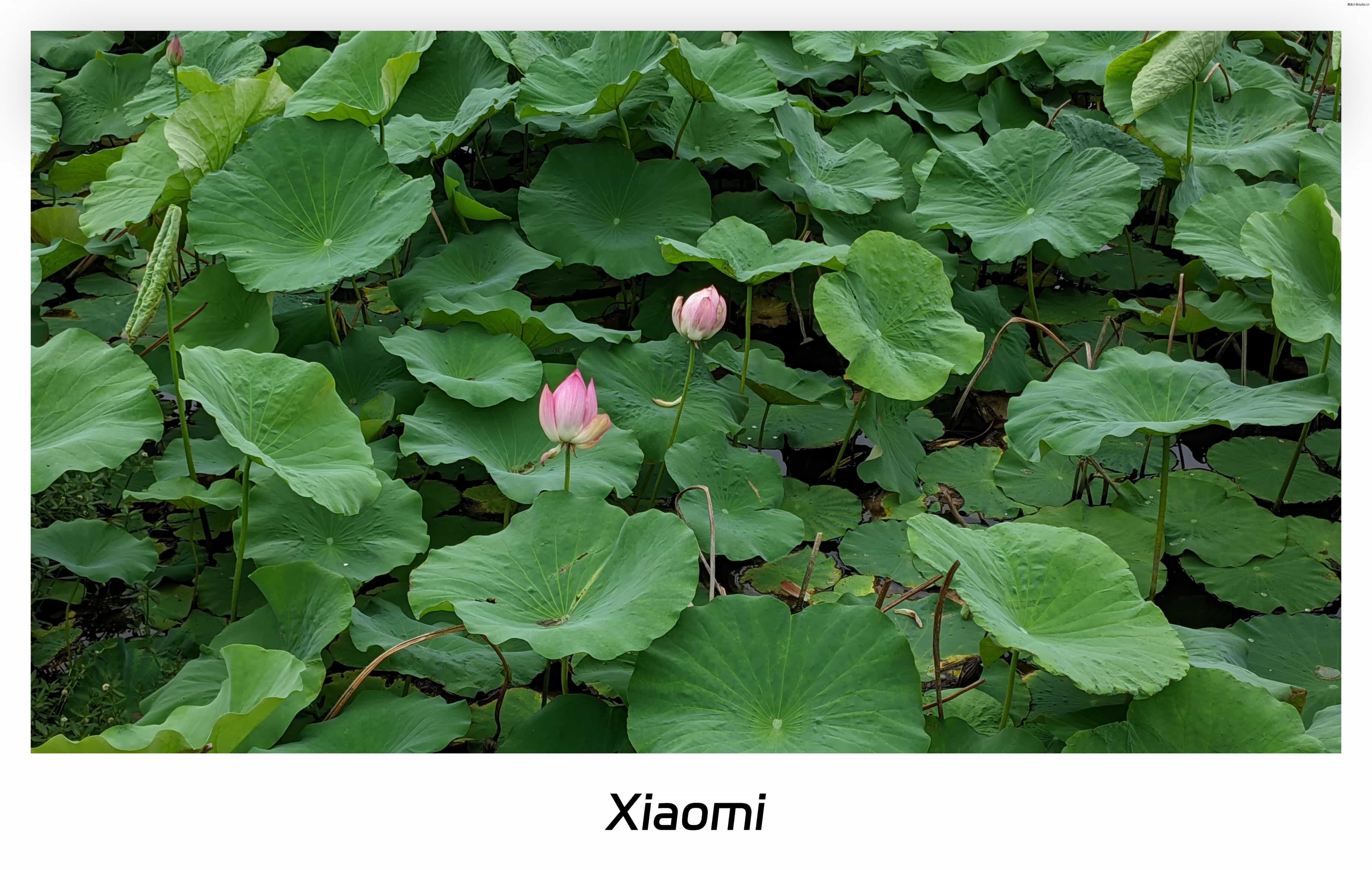 六月半-荷花初开 (1).jpg
