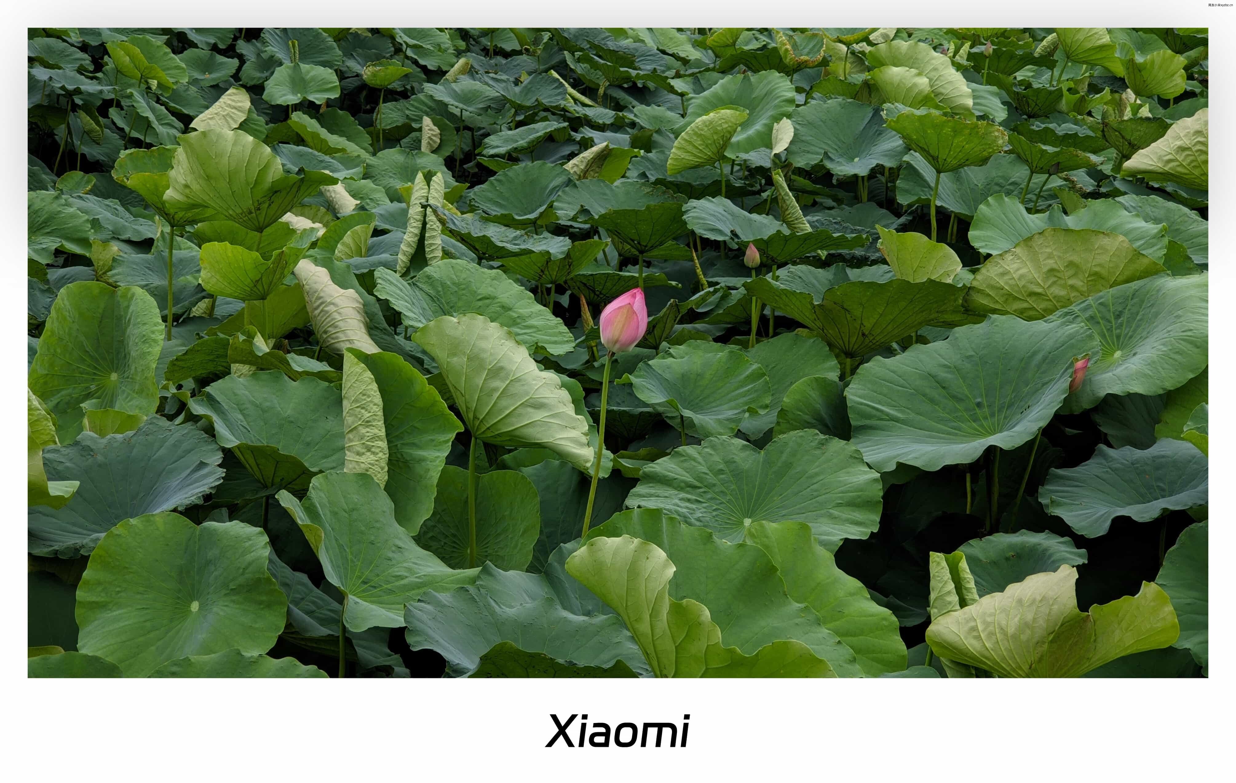 六月半-荷花初开 (7).jpg