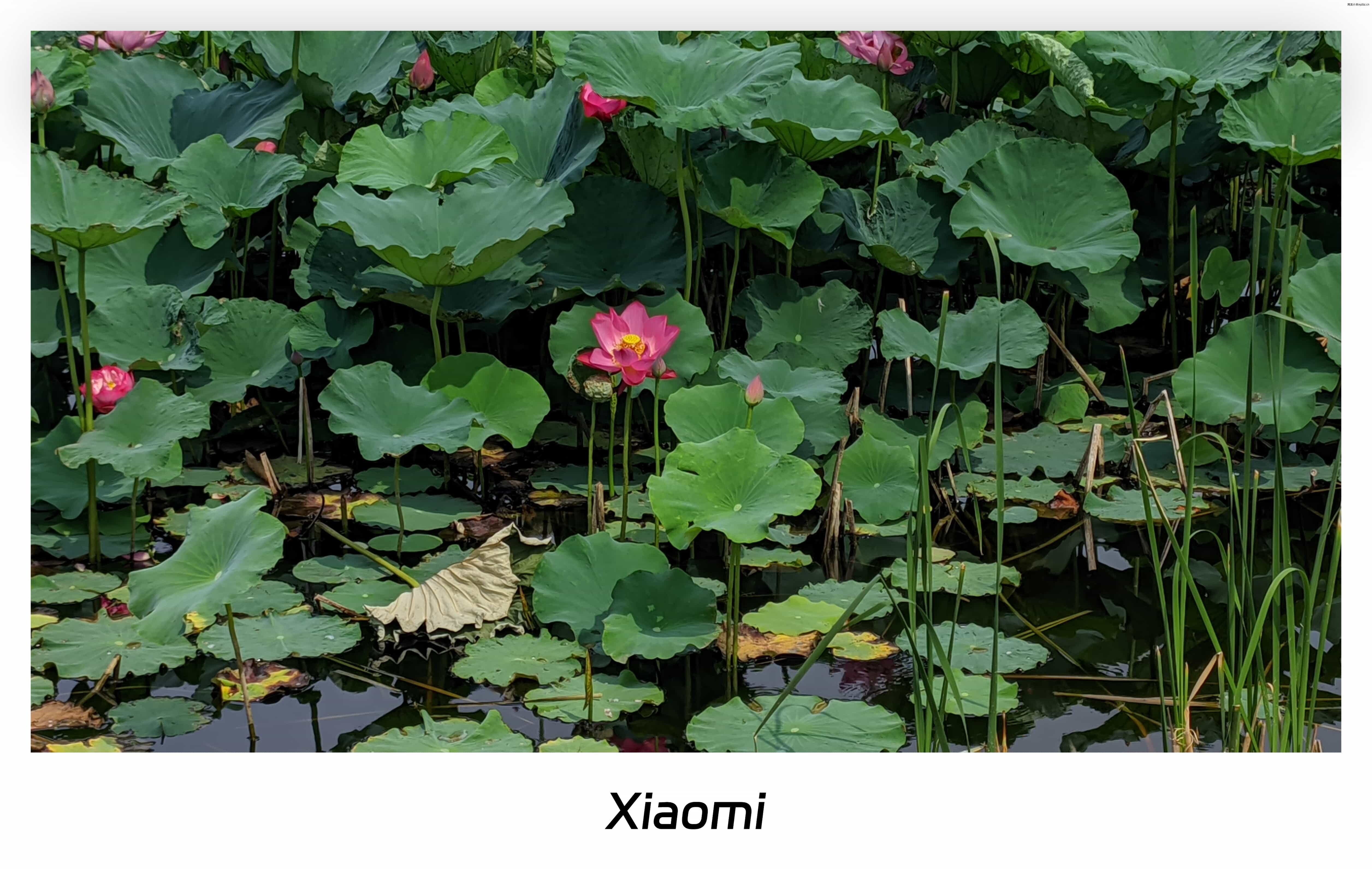 六月半-荷花初开 (12).jpg