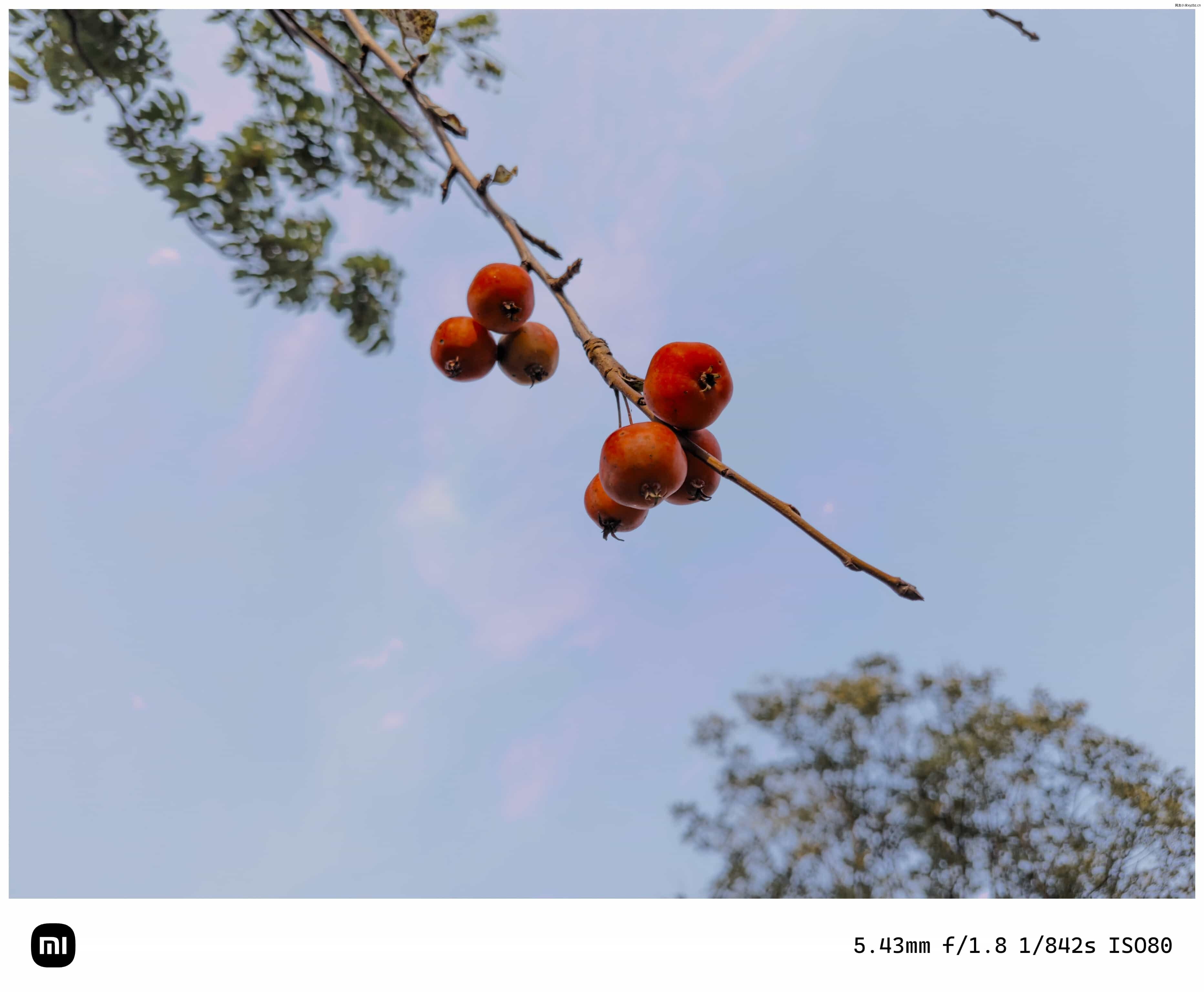 点击放大图片 秋游海棠园