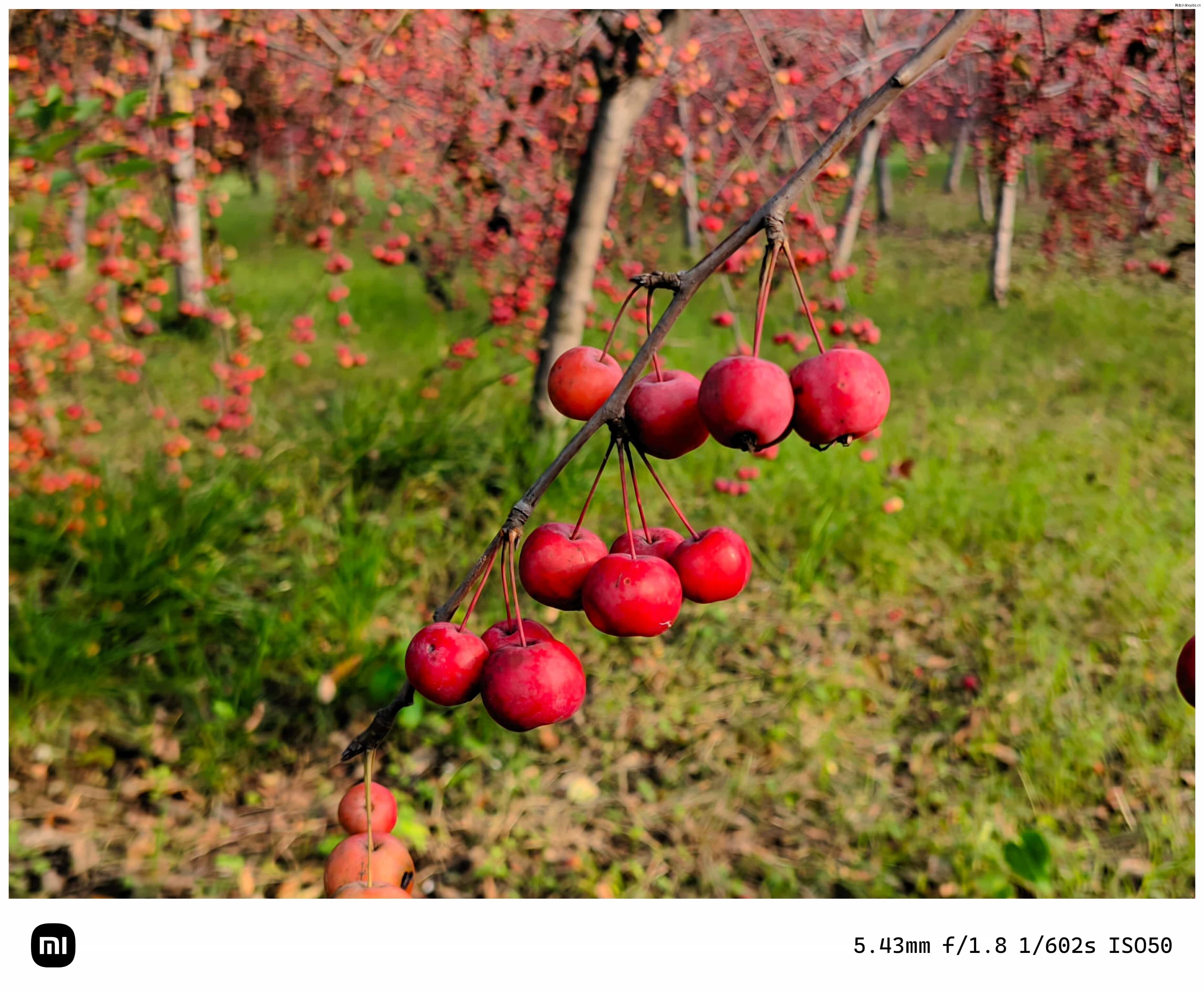 点击放大图片 秋游海棠园