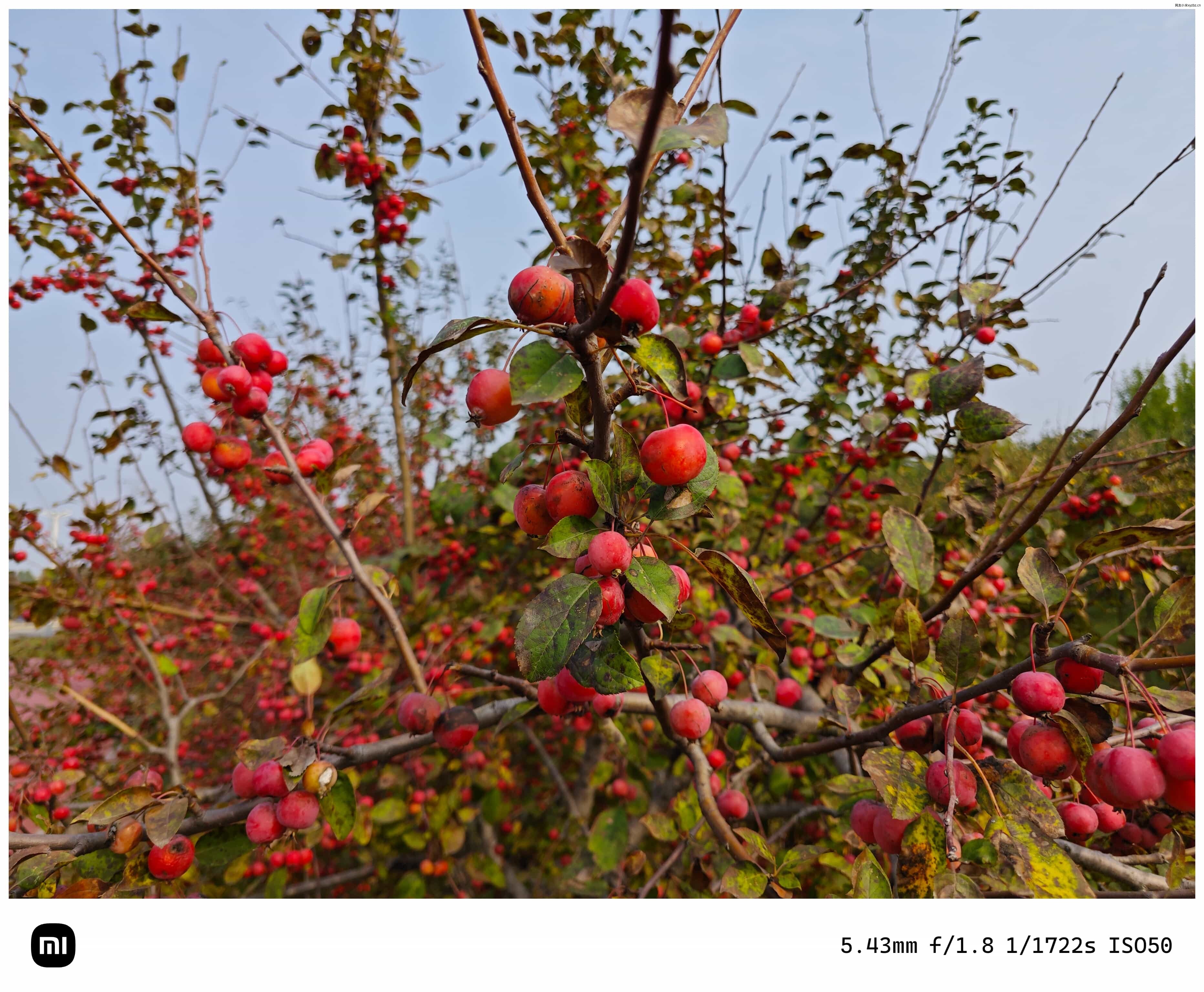 点击放大图片 秋游海棠园