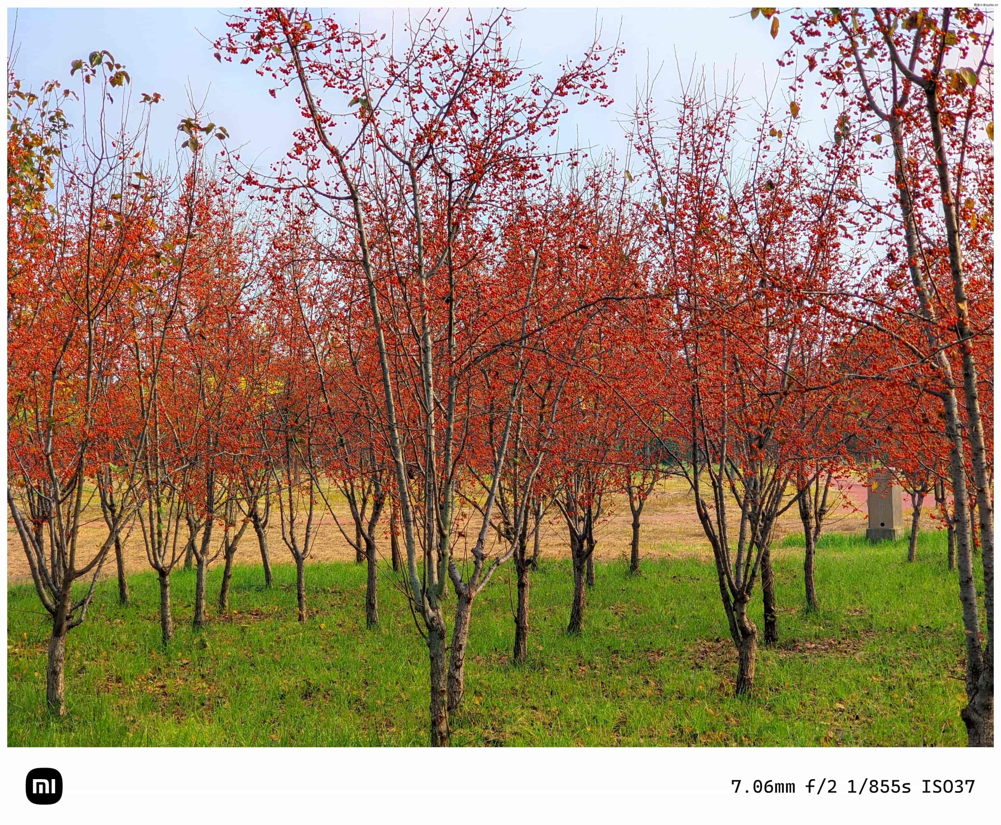 点击放大图片 秋游海棠园