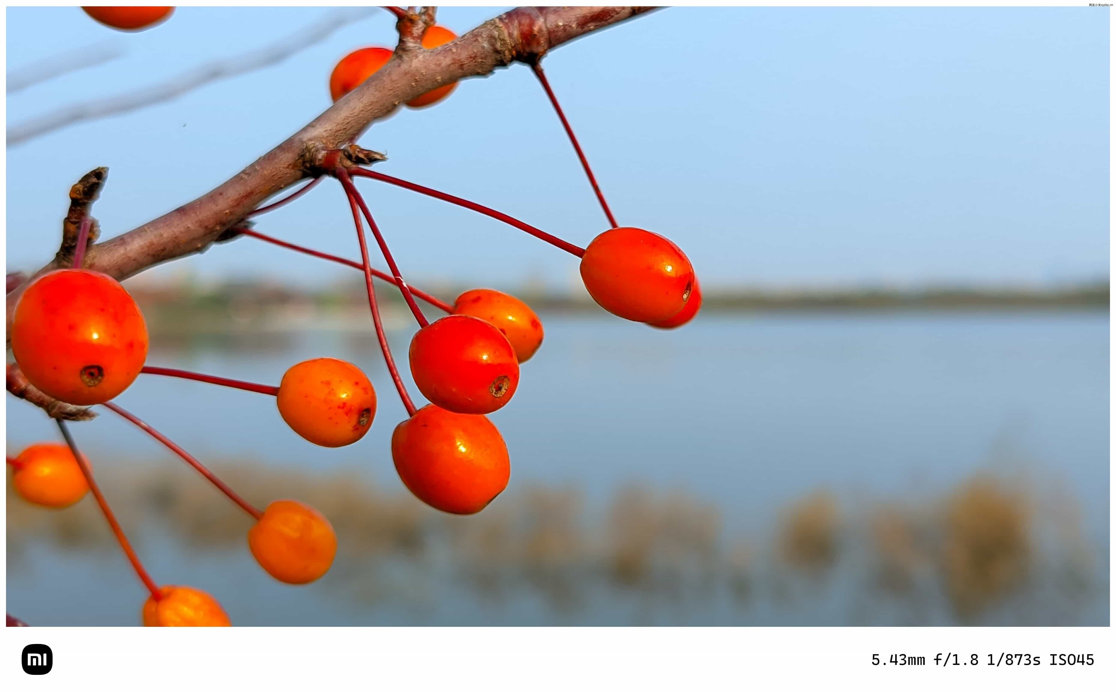 点击放大图片 秋游海棠园