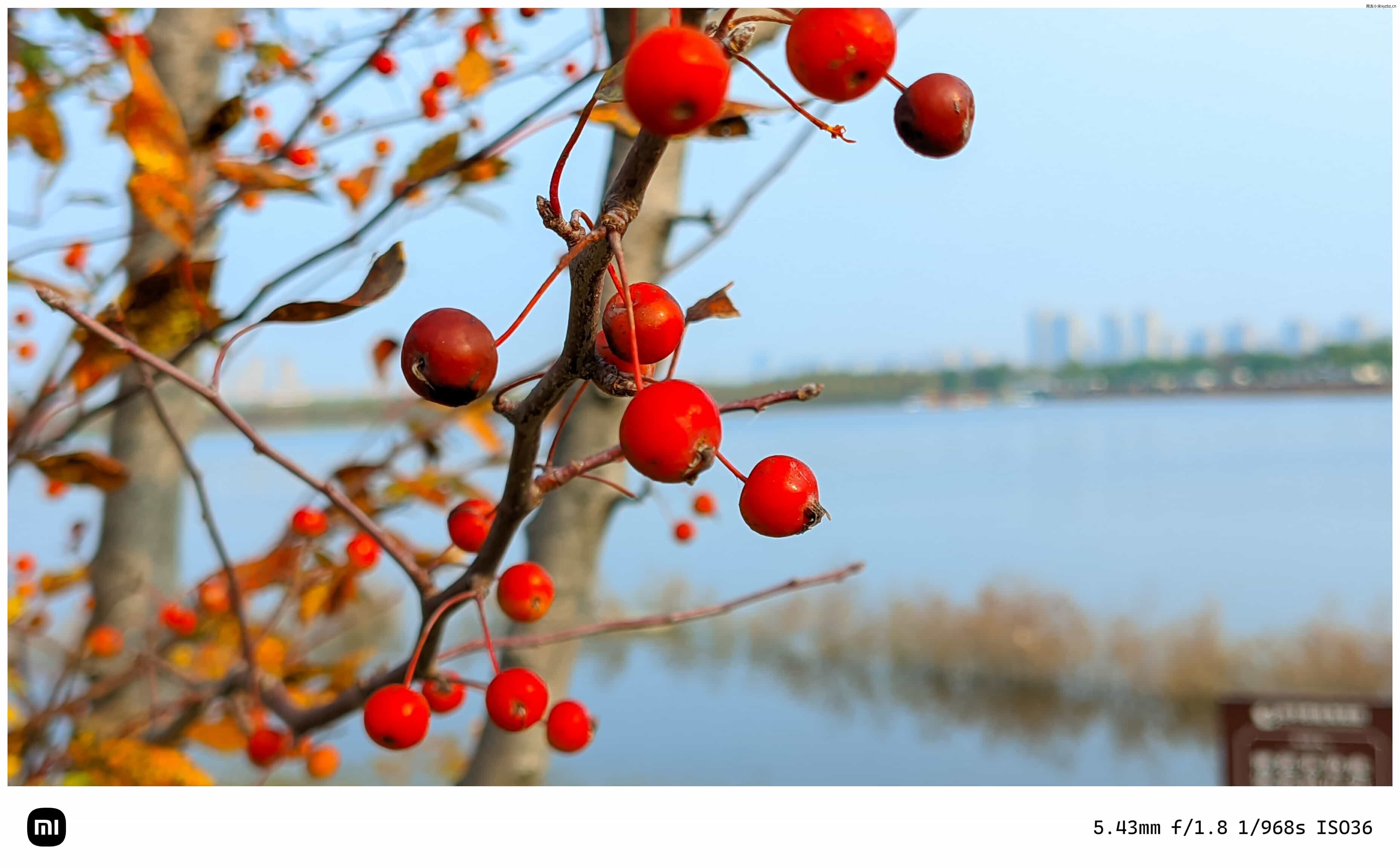 点击放大图片 秋游海棠园