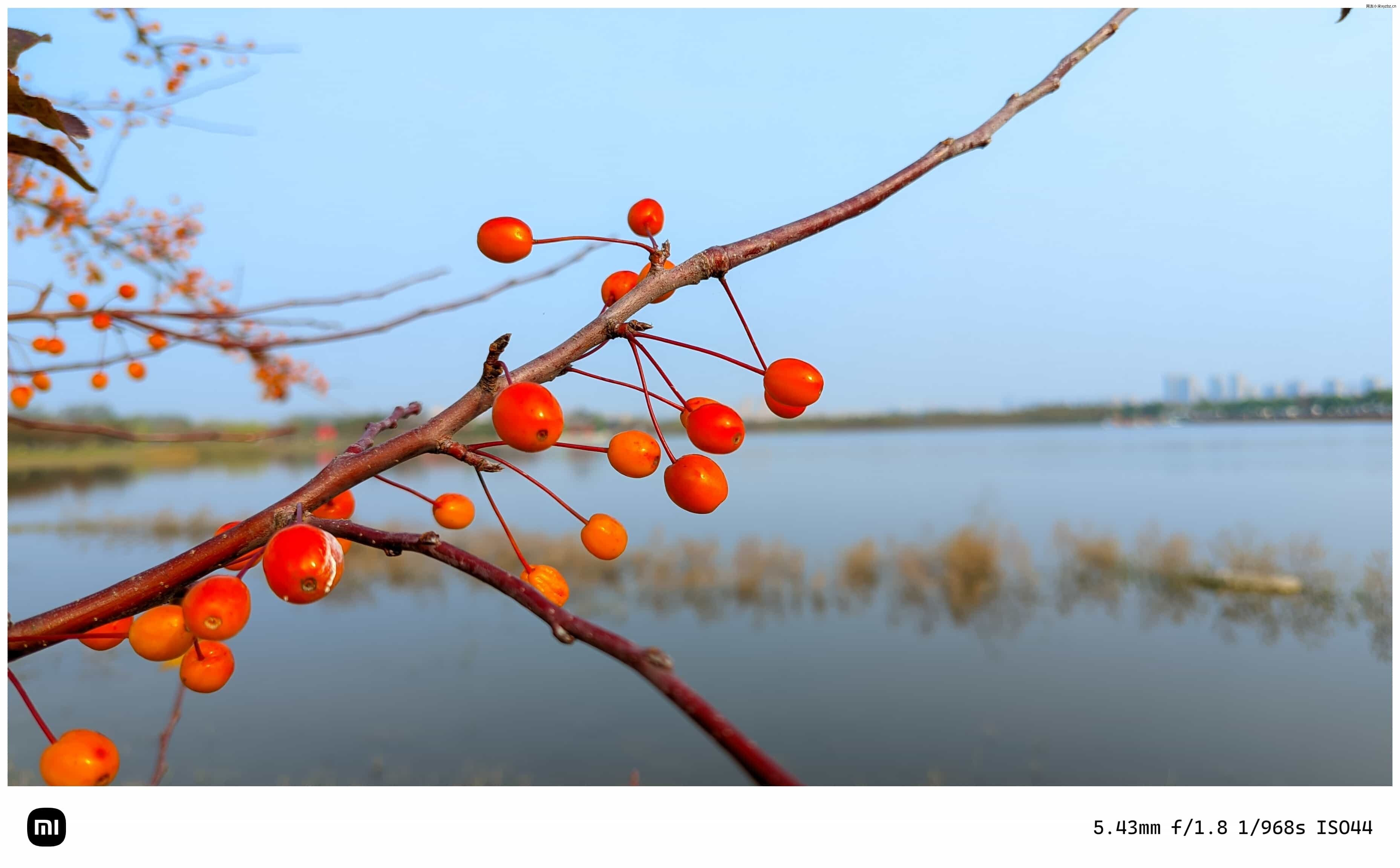 点击放大图片 秋游海棠园