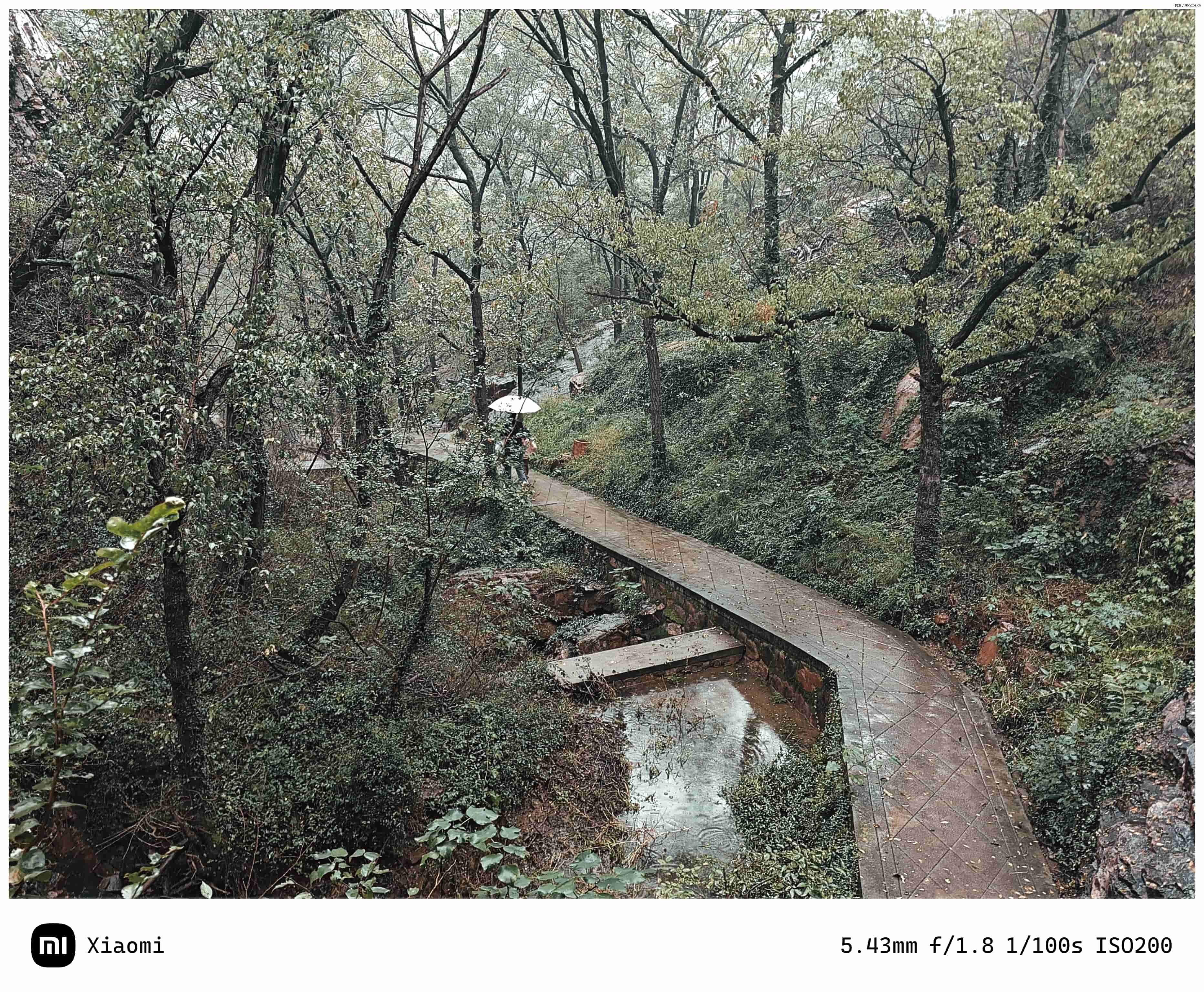 点击放大图片 乙巳蛇年-十月末