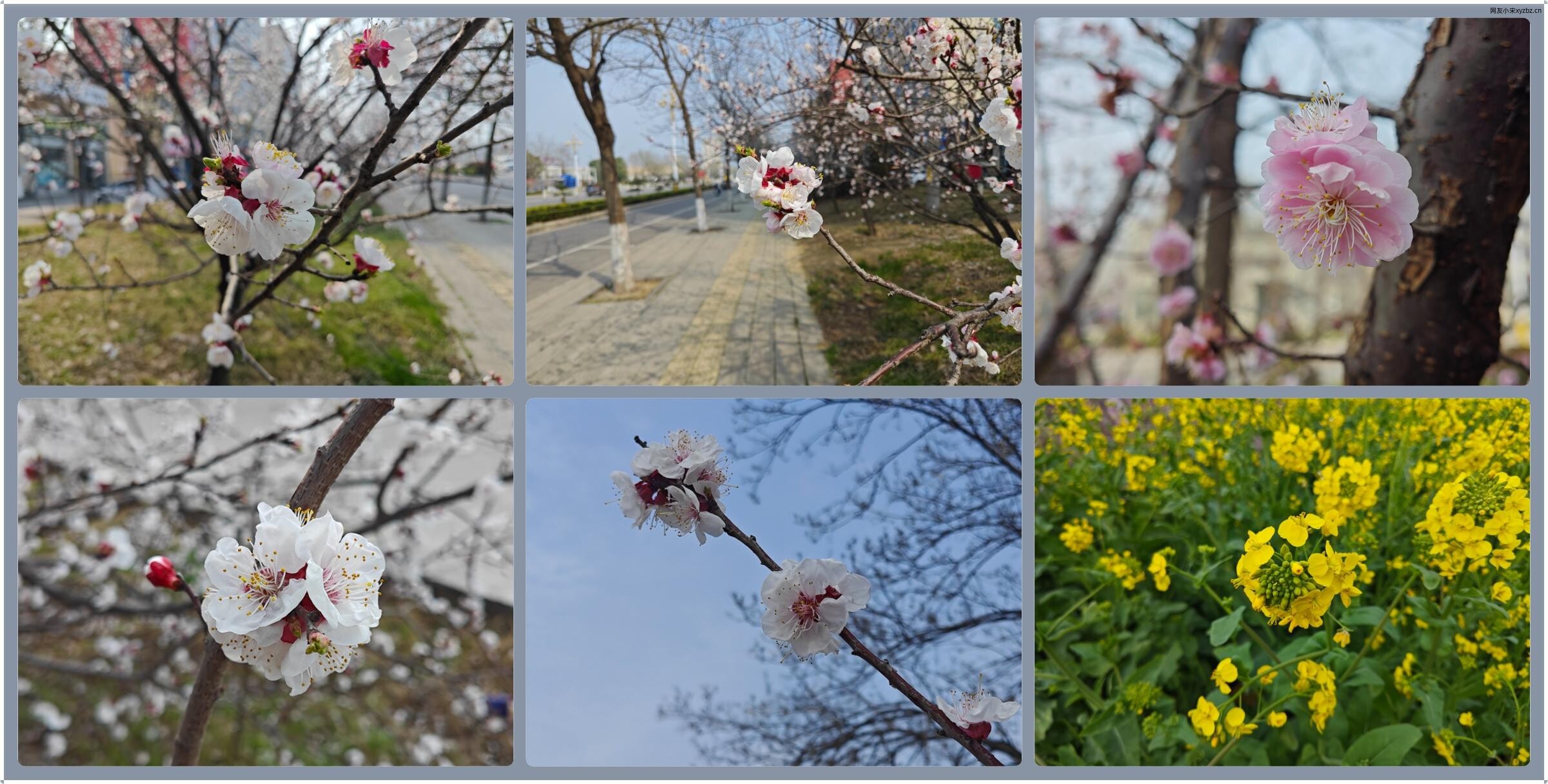 点击放大图片 松声|廿六年·三月末·花满城