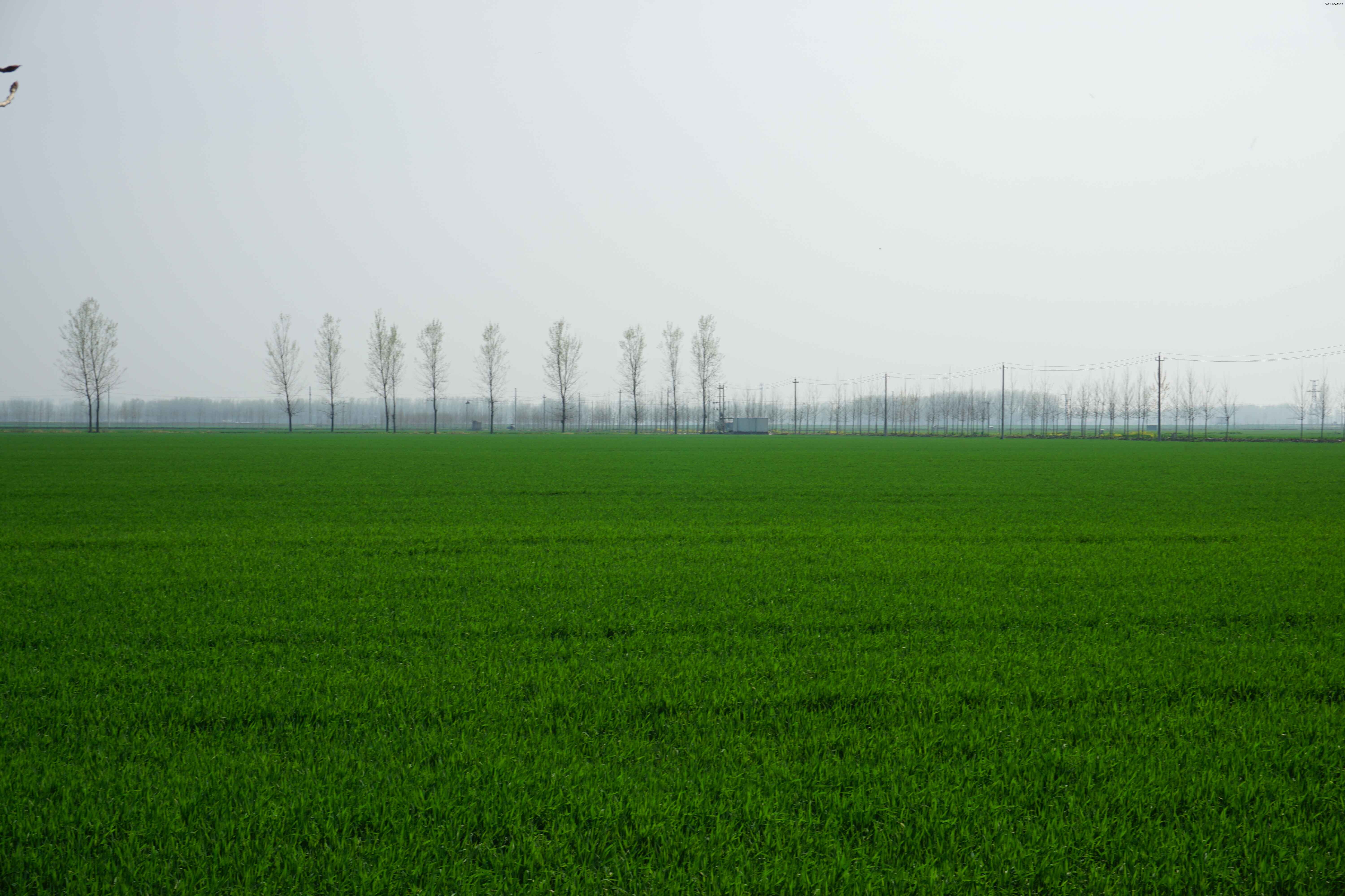 点击放大图片 松声|廿六年·三月末·花满城