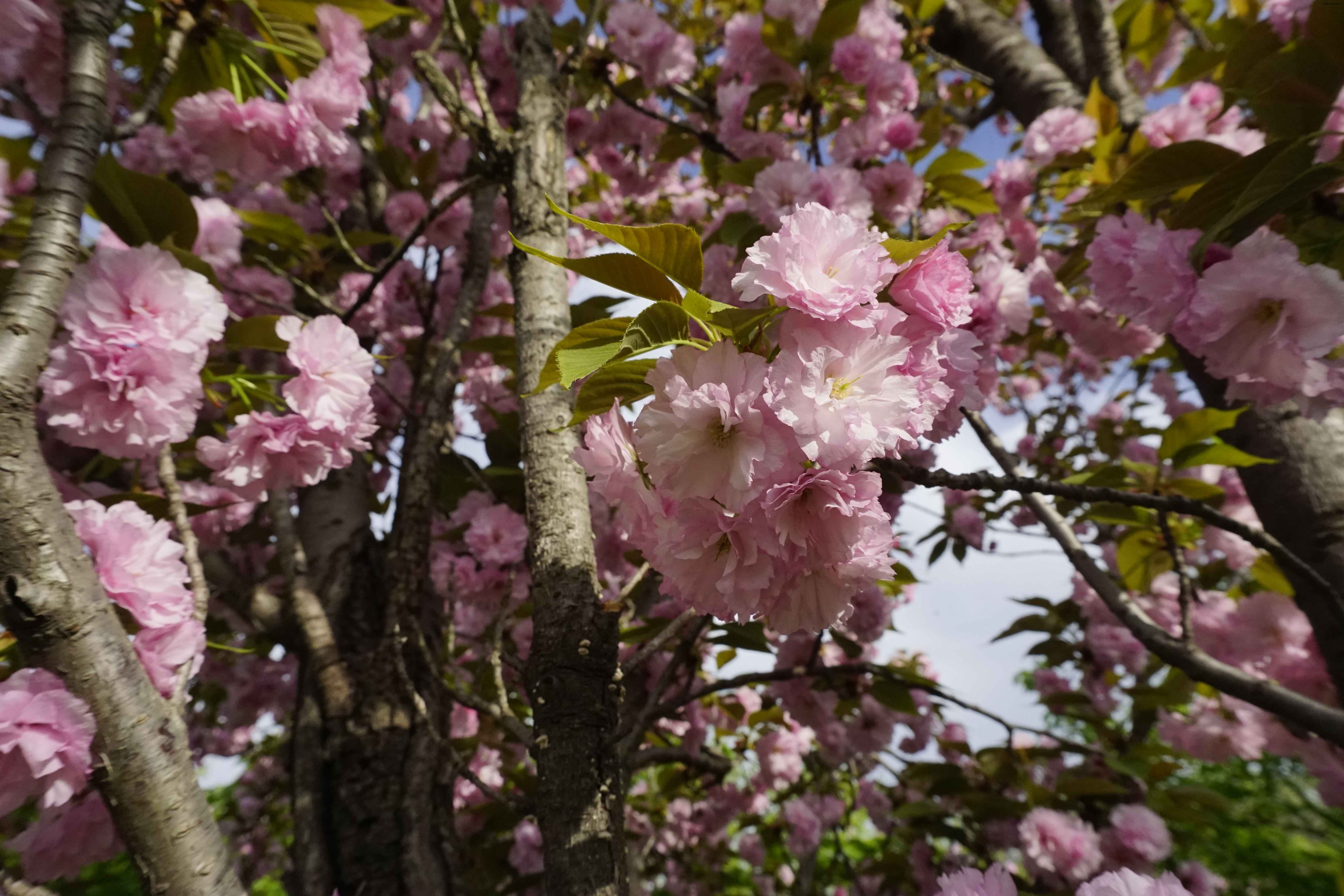 2026四月半-风景 (1).JPG