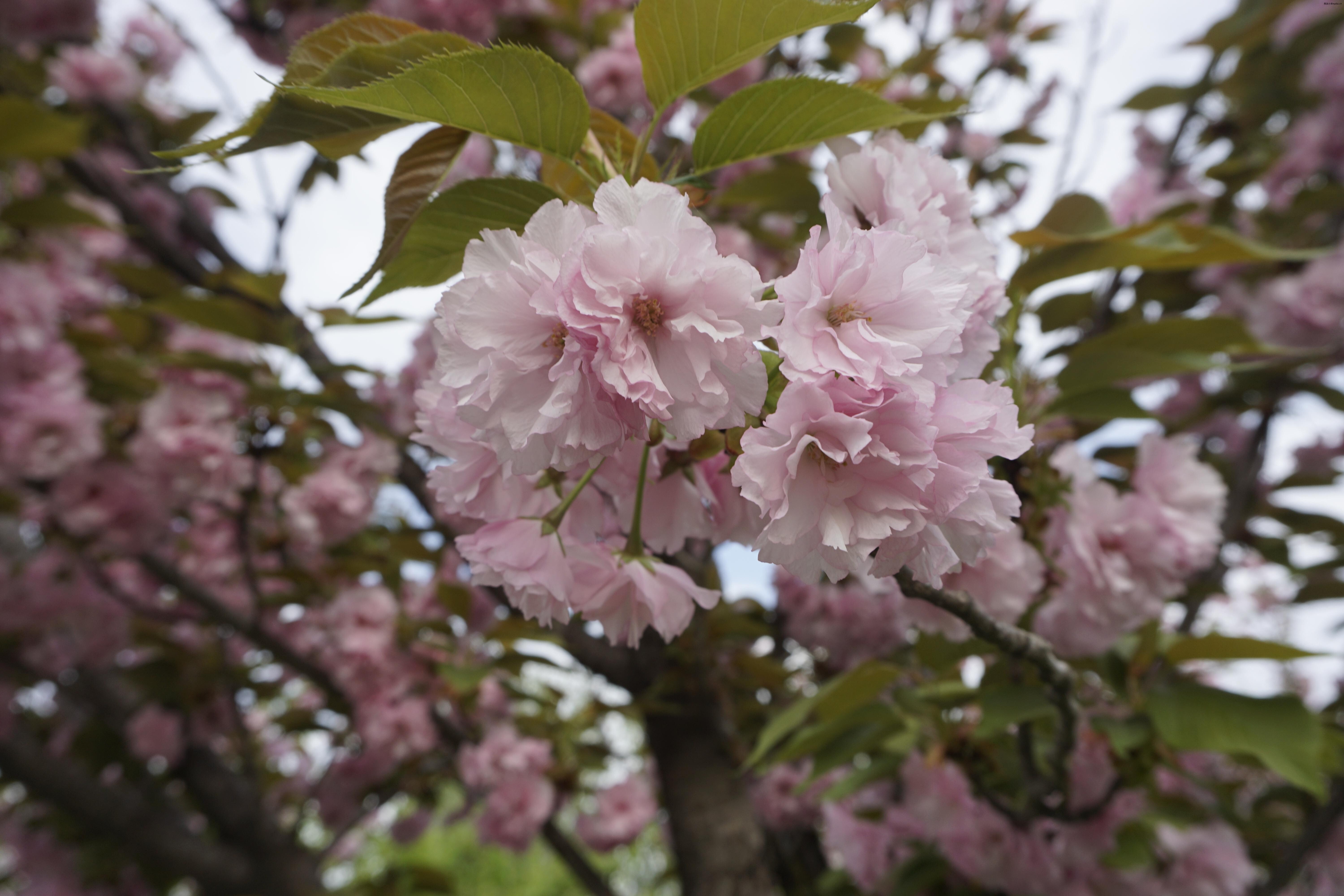 2026四月半-风景 (3).JPG